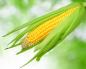 Челябинские ученые придумали, как выращивать сахарную кукурузу на урале