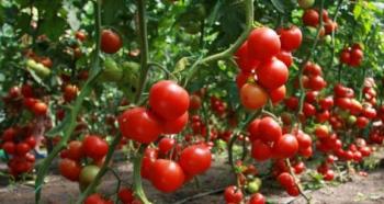Фитофтора на помидорах: как бороться народными средствами и профилактика Кефир против фитофторы на томатах
