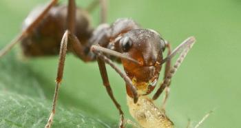 Как бороться с тлей на укропе самостоятельно Мелкие зеленые насекомые на укропе